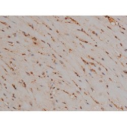 Invitrogen Phospho-Tau (Thr548) Polyclonal Antibody 100 μL; Unconjugated:Antibodies,