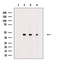Invitrogen Phospho-TDP-43 (Ser409, Ser410) Polyclonal Antibody 100 &mu;L;