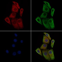 Invitrogen Phospho-TGFBR2 (Ser553) Polyclonal Antibody 100 &mu;L; Unconjugated:Antibodies,