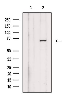 Invitrogen Phospho-TGFBR2 (Ser553) Polyclonal Antibody 100 &mu;L; Unconjugated:Antibodies,