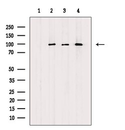 Invitrogen Phospho-TLR3 (Tyr858) Polyclonal Antibody 100 μL; Unconjugated:Antibodies,