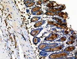 Invitrogen Phospho-Vimentin (Ser39) Polyclonal Antibody 100 &mu;L; Unconjugated:Antibodies,