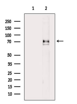 Invitrogen Phospho-Vimentin (Ser39) Polyclonal Antibody 100 &mu;L; Unconjugated:Antibodies,