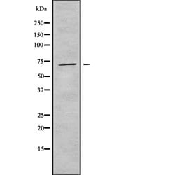 Invitrogen Phospho-WEE1 (Ser642) Polyclonal Antibody 100 &mu;L | Buy Online | Invitrogen&trade; | Fisher Scientific