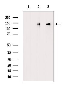 Invitrogen Phospho-WNK4 (Ser575) Polyclonal Antibody 100 &mu;L; Unconjugated:Antibodies,