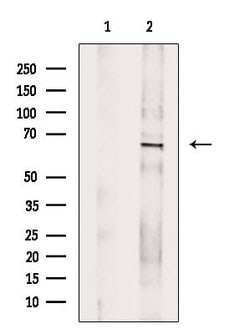 Invitrogen Phospho-YAP1 (Ser127) Polyclonal Antibody 100 &mu;L; Unconjugated:Antibodies,