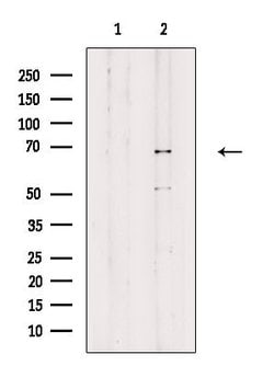 Invitrogen Phospho-YY1 (Ser365) Polyclonal Antibody 100 μL; Unconjugated:Antibodies,