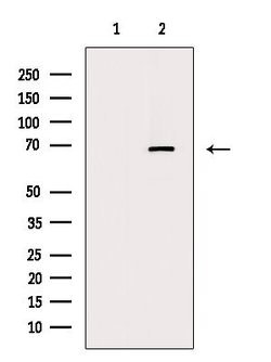 Invitrogen Phospho-YY1 (Ser365) Polyclonal Antibody 100 μL; Unconjugated:Antibodies,