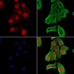 Invitrogen Phospho-ZEB2 (Ser784) Polyclonal Antibody 100 &mu;L; Unconjugated:Antibodies,