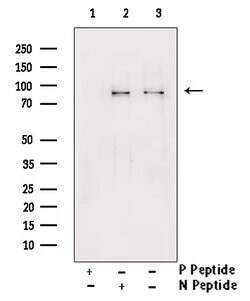 Invitrogen Phospho-GAB2 (Tyr643) Polyclonal Antibody 100 &mu;L; Unconjugated:Antibodies,
