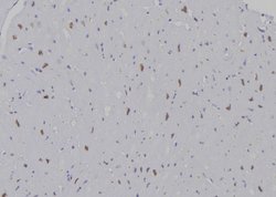 Invitrogen H3K9me1 Polyclonal Antibody 100 &mu;L; Unconjugated:Antibodies,