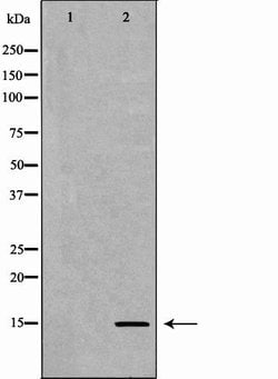 Invitrogen H3K9me1 Polyclonal Antibody 100 &mu;L; Unconjugated:Antibodies,