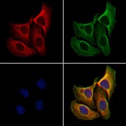 Invitrogen Caspase 9 (Cleaved Asp315) Polyclonal Antibody 100 &mu;L; Unconjugated:Antibodies,