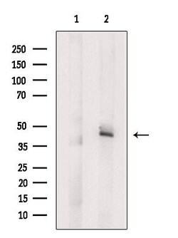 Invitrogen Caspase 9 (Cleaved Asp315) Polyclonal Antibody 100 &mu;L; Unconjugated:Antibodies,