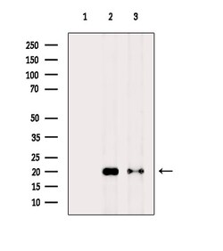 Invitrogen H2A.Zac pan-acetyl (K4,K7,K11,K13) Polyclonal Antibody 100 &mu;L;