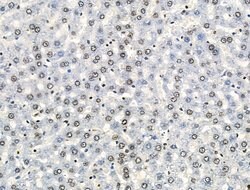 Invitrogen H2A.Zac pan-acetyl (K4,K7,K11,K13) Polyclonal Antibody 100 &mu;L;