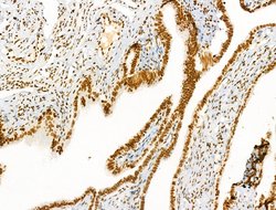 Invitrogen H2A.Zac pan-acetyl (K4,K7,K11,K13) Polyclonal Antibody 100 &mu;L;
