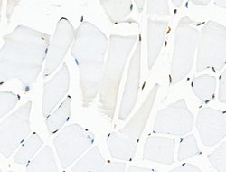 Invitrogen H2A.Zac pan-acetyl (K4,K7,K11,K13) Polyclonal Antibody 100 &mu;L;