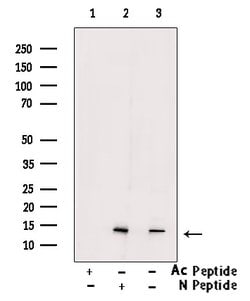 Invitrogen H2A.Zac pan-acetyl (K4,K7,K11,K13) Polyclonal Antibody 100 &mu;L;