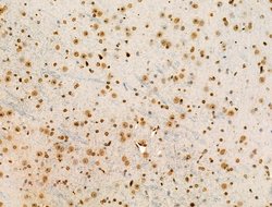 Invitrogen H2BK20ac Polyclonal Antibody 100 &mu;L; Unconjugated:Antibodies,