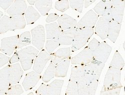 Invitrogen H2BK20ac Polyclonal Antibody 100 &mu;L; Unconjugated:Antibodies,