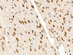 Invitrogen H2BK20ac Polyclonal Antibody 100 &mu;L; Unconjugated:Antibodies,