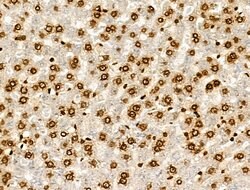 Invitrogen H2BK20ac Polyclonal Antibody 100 &mu;L; Unconjugated:Antibodies,