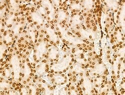 Invitrogen H2BK20ac Polyclonal Antibody 100 &mu;L; Unconjugated:Antibodies,