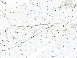 Invitrogen H2BK20ac Polyclonal Antibody 100 &mu;L; Unconjugated:Antibodies,
