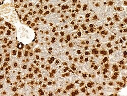 Invitrogen H2BK20ac Polyclonal Antibody 100 &mu;L; Unconjugated:Antibodies,