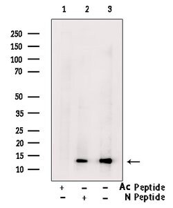 Invitrogen H2BK20ac Polyclonal Antibody 100 &mu;L; Unconjugated:Antibodies,