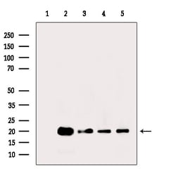 Invitrogen Histone H3ac (pan-acetyl) Polyclonal Antibody 100 &mu;L; Unconjugated:Antibodies,