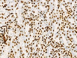 Invitrogen Histone H3ac (pan-acetyl) Polyclonal Antibody 100 &mu;L; Unconjugated:Antibodies,