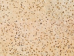 Invitrogen Histone H3ac (pan-acetyl) Polyclonal Antibody 100 &mu;L; Unconjugated:Antibodies,