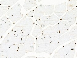 Invitrogen Histone H3ac (pan-acetyl) Polyclonal Antibody 100 &mu;L; Unconjugated:Antibodies,