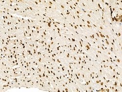 Invitrogen Histone H3ac (pan-acetyl) Polyclonal Antibody 100 &mu;L; Unconjugated:Antibodies,