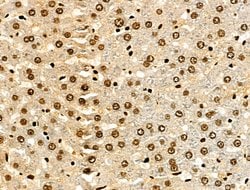 Invitrogen Histone H3ac (pan-acetyl) Polyclonal Antibody 100 &mu;L; Unconjugated:Antibodies,