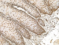 Invitrogen Histone H3ac (pan-acetyl) Polyclonal Antibody 100 &mu;L; Unconjugated:Antibodies,