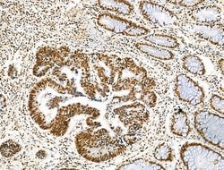 Invitrogen Histone H3ac (pan-acetyl) Polyclonal Antibody 100 &mu;L; Unconjugated:Antibodies,