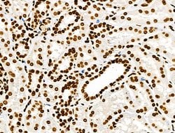 Invitrogen Histone H3ac (pan-acetyl) Polyclonal Antibody 100 &mu;L; Unconjugated:Antibodies,