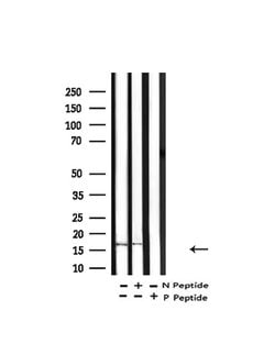 Invitrogen Histone H3ac (pan-acetyl) Polyclonal Antibody 100 &mu;L; Unconjugated:Antibodies,