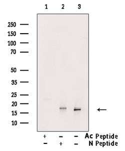 Invitrogen Histone H3ac (pan-acetyl) Polyclonal Antibody 100 &mu;L; Unconjugated:Antibodies,