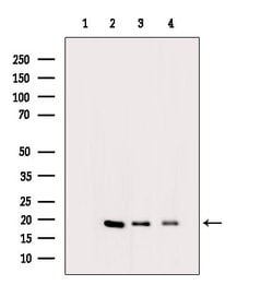 Invitrogen Histone H3ac (pan-acetyl) Polyclonal Antibody 100 &mu;L; Unconjugated:Antibodies,