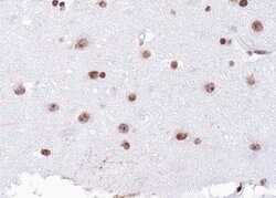 Invitrogen H4K12ac Polyclonal Antibody 100 &mu;L; Unconjugated:Antibodies,