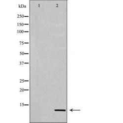 Invitrogen H4K12ac Polyclonal Antibody 100 &mu;L; Unconjugated:Antibodies,