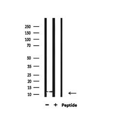 Invitrogen H4K12ac Polyclonal Antibody 100 &mu;L; Unconjugated:Antibodies,