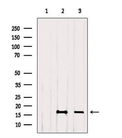 Invitrogen H4K12ac Polyclonal Antibody 100 &mu;L; Unconjugated:Antibodies,
