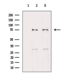 Invitrogen E2F1 Polyclonal Antibody 100 &mu;L | Buy Online | Invitrogen&trade; | Fisher Scientific