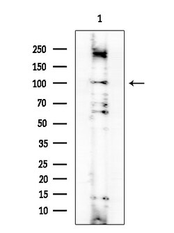 Invitrogen ADCY2 Polyclonal Antibody 100 &mu;L; Unconjugated:Antibodies,