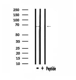 Invitrogen CCNK Polyclonal Antibody 100 μL; Unconjugated:Antibodies,